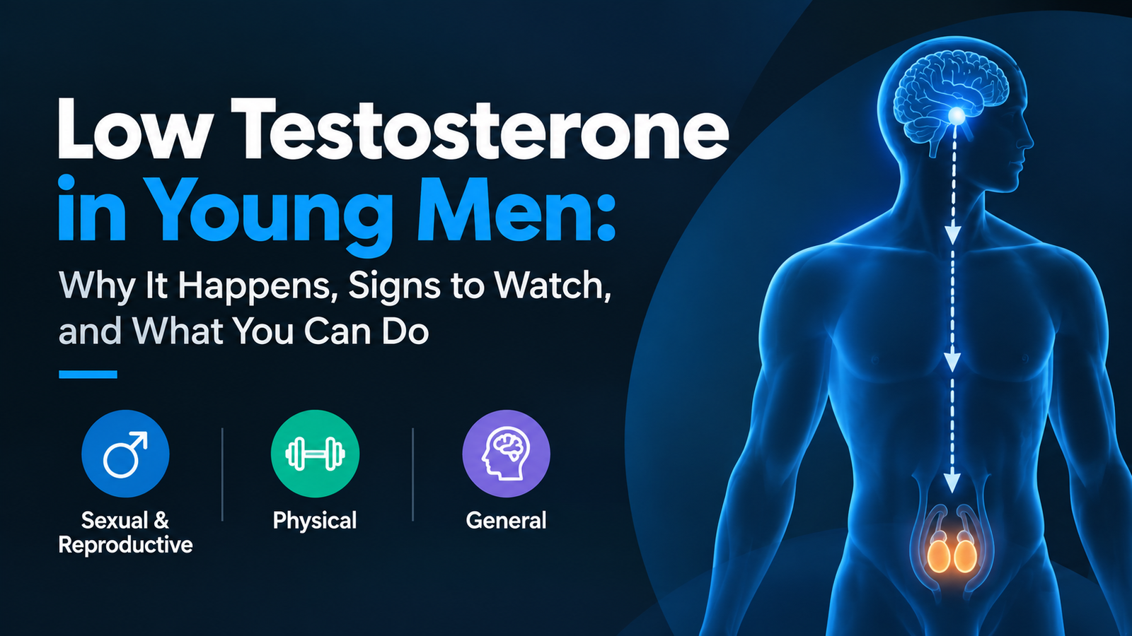 Low testosterone in young men infographic showing symptoms, causes, and the brain-to-testes hormonal pathway
